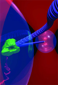 RNA polymerase (green) and one end of a DNA strand (blue) are attached to clear beads pinned down in two optical traps. As RNA polymerase moves along the DNA, it creates an RNA copy of a gene, shown here as a pink strand.