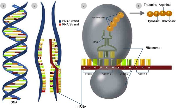 RNA polymerase transcribes DNA to make messenger RNA (mRNA). The mRNA sequence (dark red strand) is complementary to the DNA sequence (blue strand). On ribosomes, transfer RNA (tRNA) helps convert mRNA into protein. Amino acids link up to make a protein.