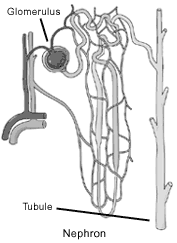 Illustration of a nephron.