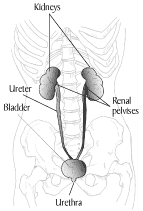 Illustration of the urinary tract.