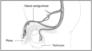 Dibujo anatómico de los vasos sanguíneos del pene