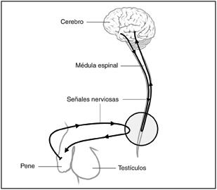 Diagrama de los conductos nerviosos desde el cerebro hasta el pene