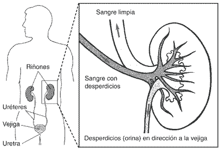 Imagen de riñones, uréteres, sistema de vesícula y uretra