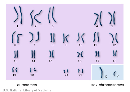 The 22 autosomes are numbered by size. The other two chromosomes, X and Y, are the sex chromosomes.  This picture of the human chromosomes lined up in pairs is called a karyotype.
