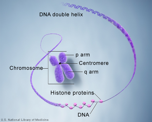 DNA and histone proteins are packaged into structures called chromosomes.