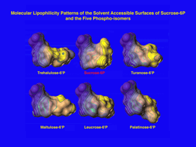 Molecular structure-6P and its five phosphorylated isomers