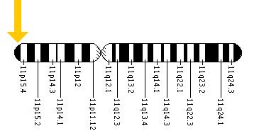 The HBB gene is located on the short (p) arm of chromosome 11 at position 15.5.
