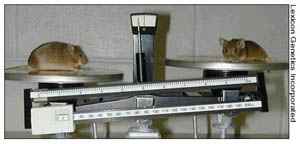 image of mice on a scale