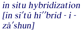Pronounciation of 
in situ hybridization