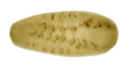 Fly embryo nervous system phenotype mutant image