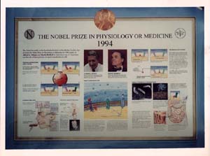 "The Nobel Prize in Physiology or Medicine 1994 [poster]." 1994.