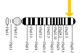 The BLM gene is located on the long (q) arm of chromosome 15 at position 26.1.