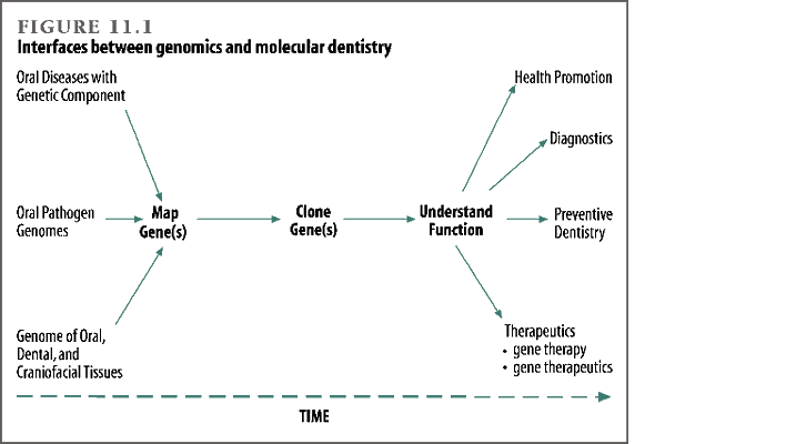 Interfaces between genomics and molecular dentistry