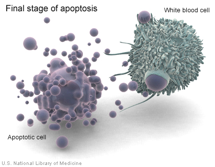 When a cell undergoes apoptosis, white blood cells called macrophages consume cell debris.