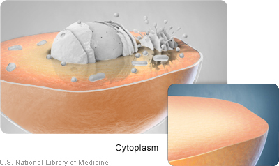 The cytoplasm surrounds the cell’s nucleus and organelles.