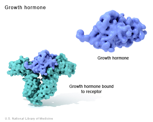 Growth hormone is a messenger protein made by the pituitary gland.  It regulates cell growth by binding to a protein called a growth hormone receptor.