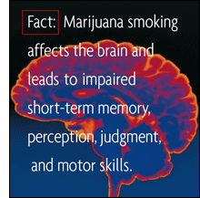 Fact: Marijuana smoking affects the brain and leads to impaired short-term memory, perception, judgment and motor skills.