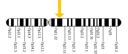 The CLIP2 gene is located on the long (q) arm of chromosome 7 at position 11.23.