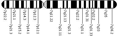 Ideogram of chromosome 7