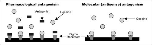 cocaine antagonism illustrations