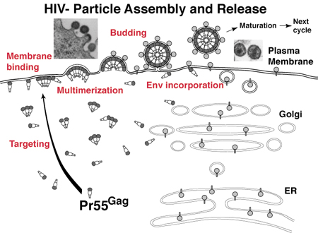 HIV-1 particle assembly and release