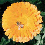 photo of an adult hunter bee on an aster flower
