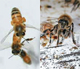 photo collage showing a forager bee and an undertaker bee