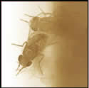 Photograph of fruit flies.