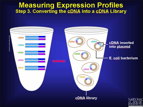 Measuring Expression Profiles: Step 3. Converting the cDNA into a cDNA Library