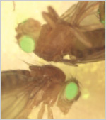 Photograph of genetically altered fruit flies