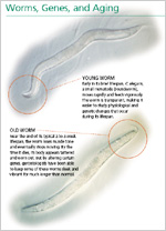 Worms, Genes, and Aging