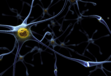 an illustration of a neuron.