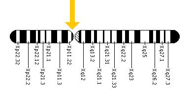 The ALAS2 gene is located on the short (p) arm of the X chromosome at position 11.21.