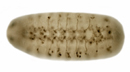 Fly embryo nervous system phenotype mutant image
