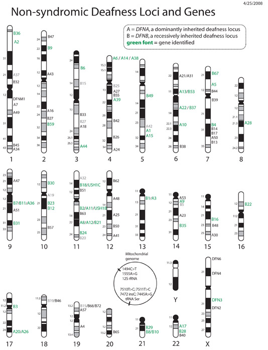 Non-syndromic Deafness Loci and Genes