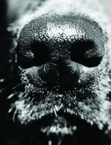 dog nose