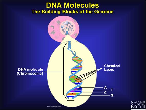 DNA Molecules: The Building Blocks of the Genome