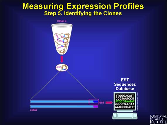 Measuring Expression Profiles: Step 5. Identifying the Clones