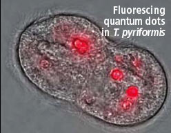 Fluorescing quantum dots in T. pyriformis