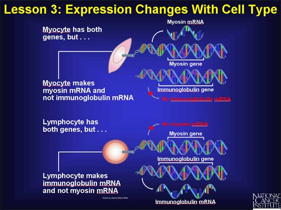 Lesson 3: Expression Changes With Cell Type