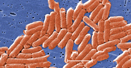 Image of a colony of Salmonella bacteria.