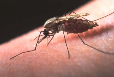 Photo of anopheles mosquito