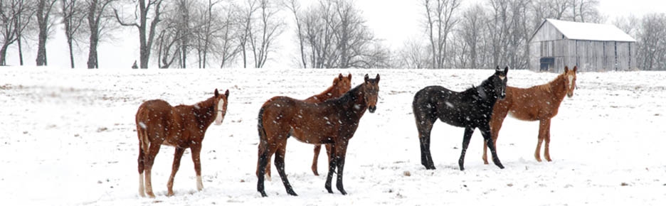 Winter Attractions