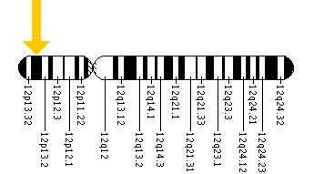 The VWF gene is located on the short (p) arm of chromosome 12 at position 13.3.