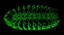 Fly embryo nervous system phenotype mutant image