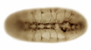 Fly embryo nervous system phenotype mutant image