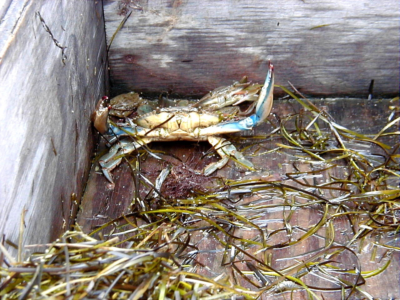 Blue Crab