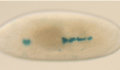 Fly embryo heart mutant image