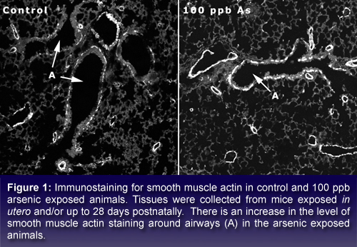text box stating: Immunostaining for smooth muscle actin in control and 100 ppb arsenic exposed animals. Tissues were collected from mice exposed <i> in utero </i> and/or up to 28 days postnatally.  There is an increase in the level of smooth muscle actin staining around airways (A) in the arsenic exposed animals.