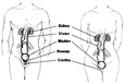 Drawing of male and female urinary tracts with the kidney, ureter, bladder, prostate (male), and urethra labeled.
